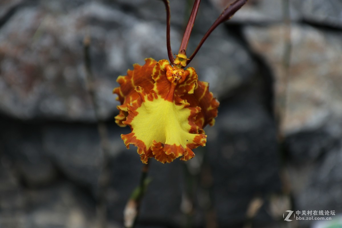 南宁青秀山兰园