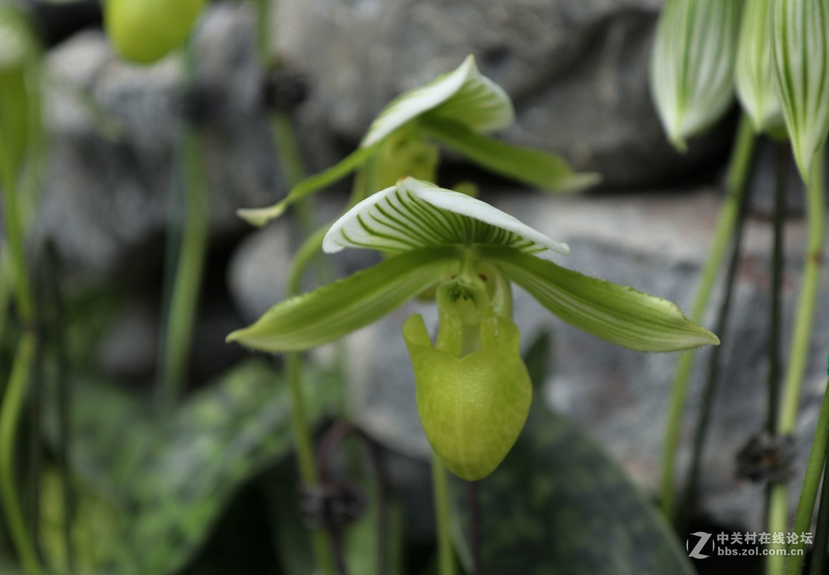 南宁青秀山兰园