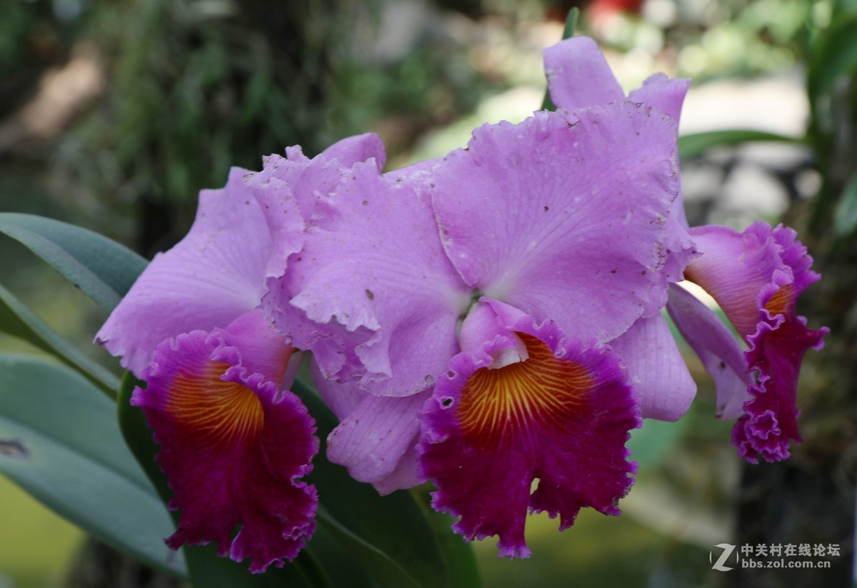 南宁青秀山兰园