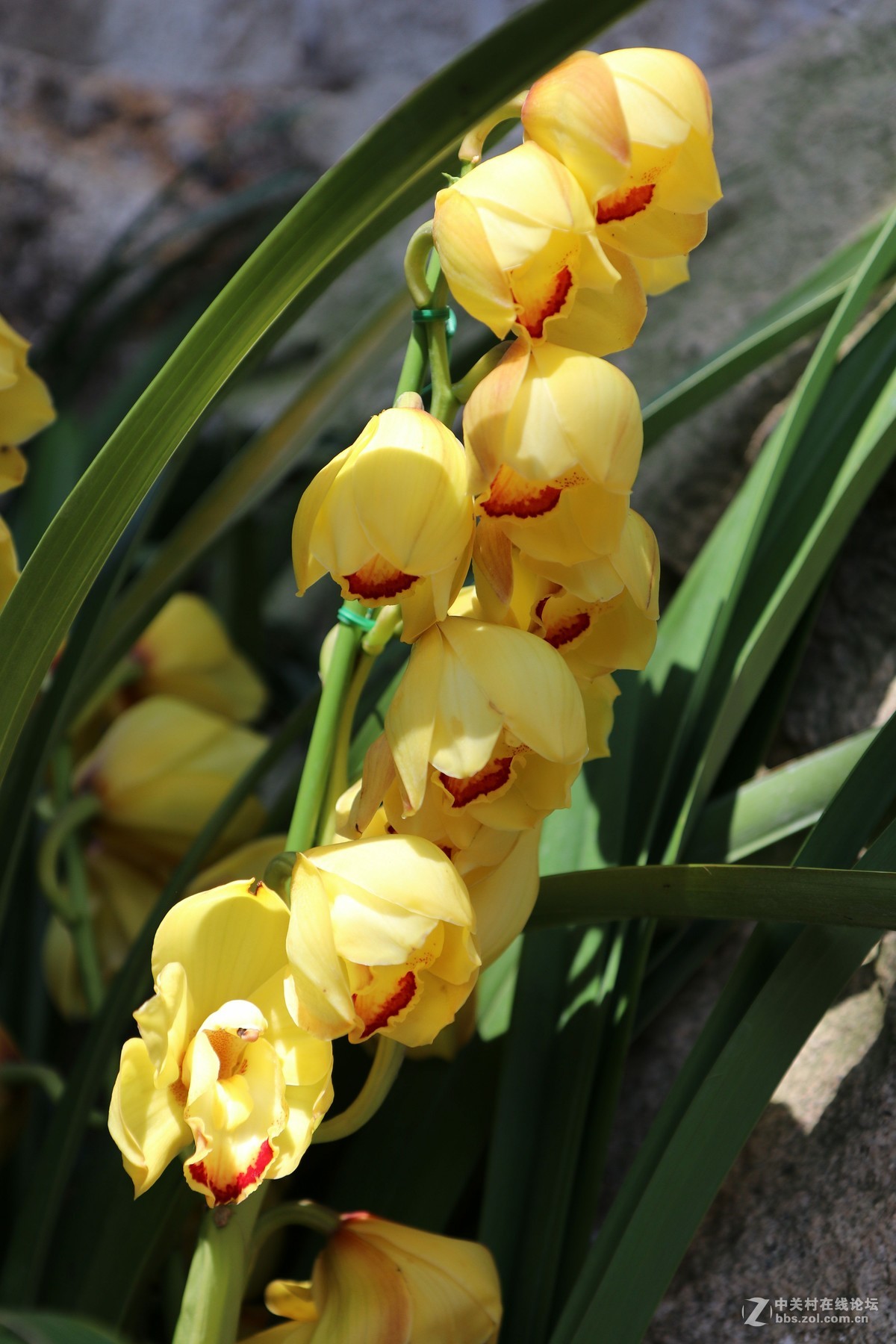 南宁青秀山兰园