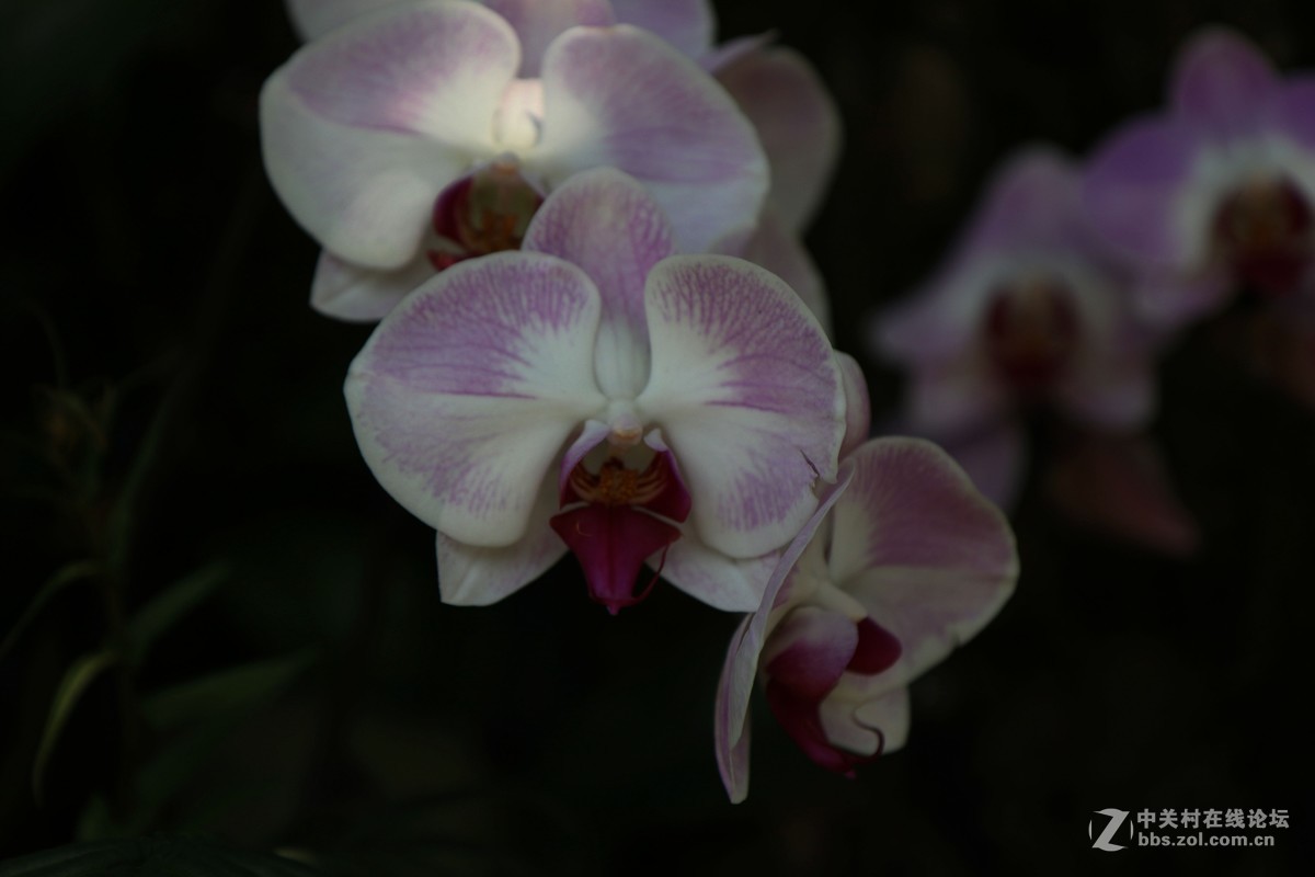 南宁青秀山兰园