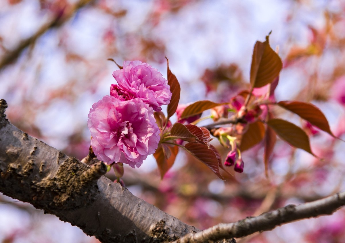 渔洞樱花浪漫时，斗艳争妍着意春。
