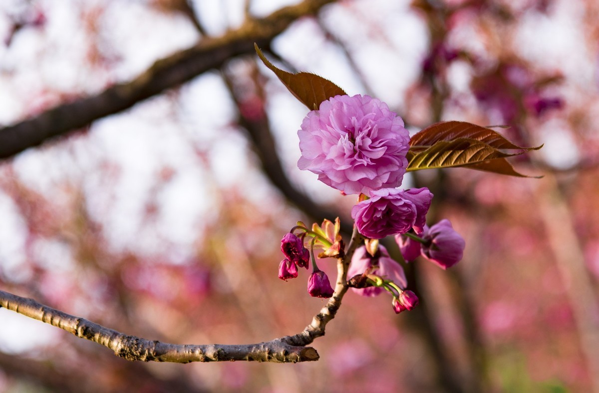 渔洞樱花浪漫时，斗艳争妍着意春。