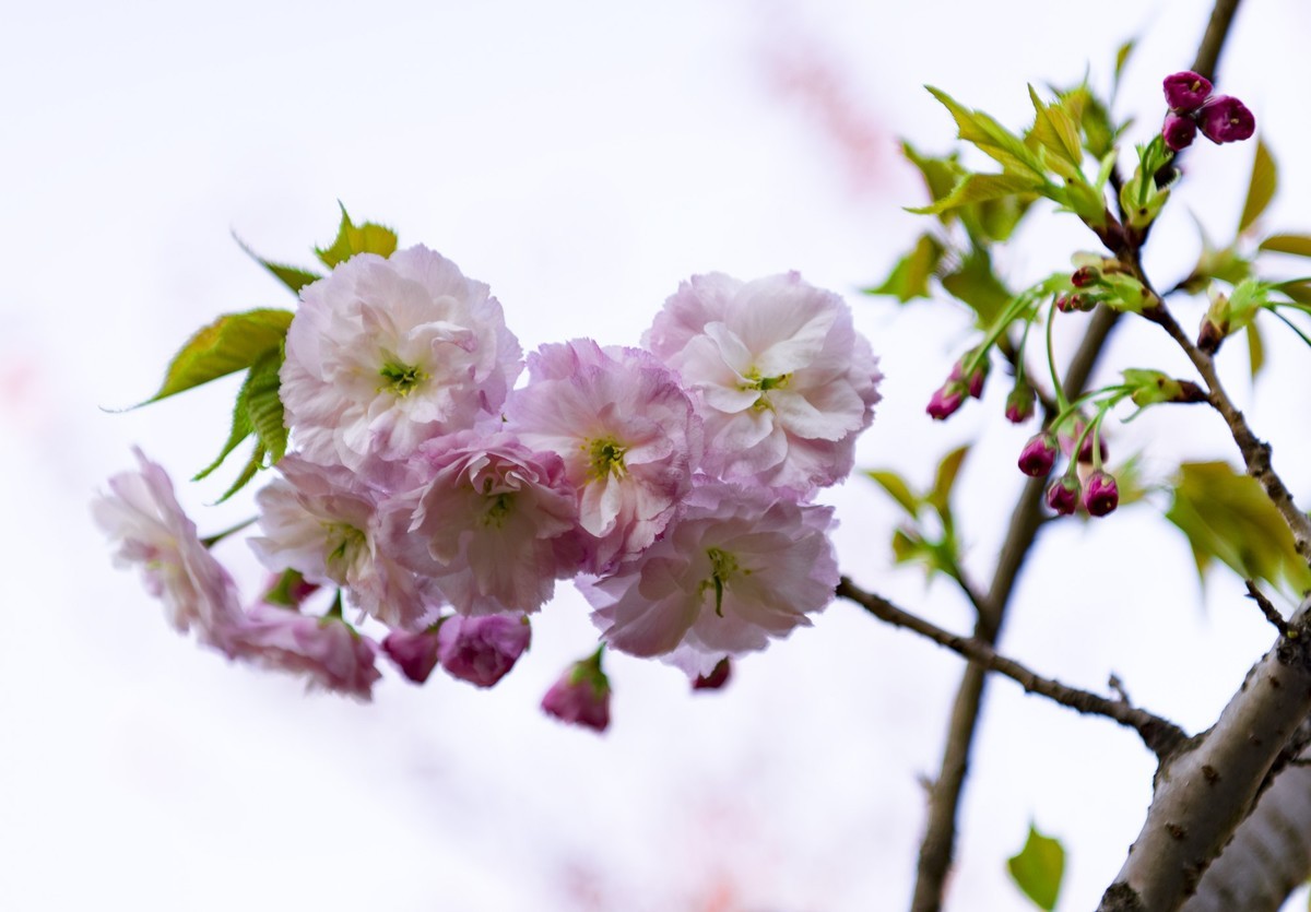 渔洞樱花浪漫时，斗艳争妍着意春。