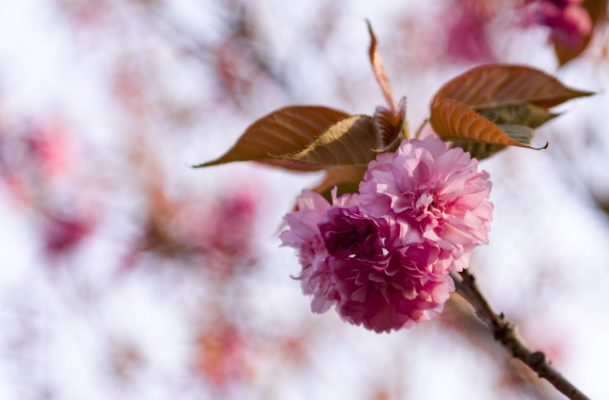 渔洞樱花浪漫时，斗艳争妍着意春。