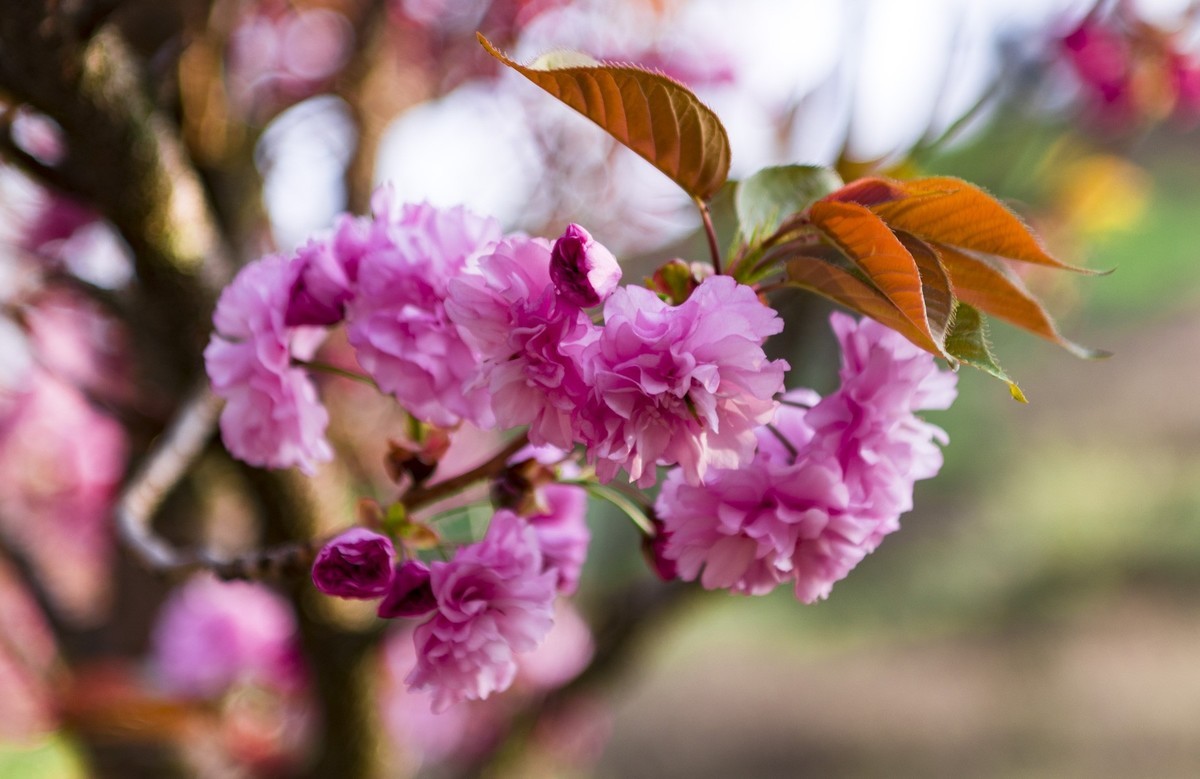 渔洞樱花浪漫时，斗艳争妍着意春。