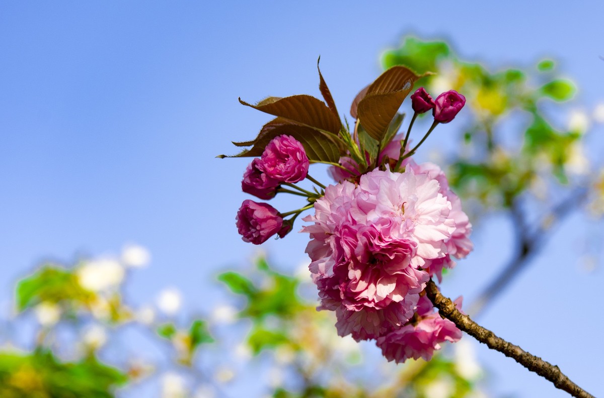 渔洞樱花浪漫时，斗艳争妍着意春。