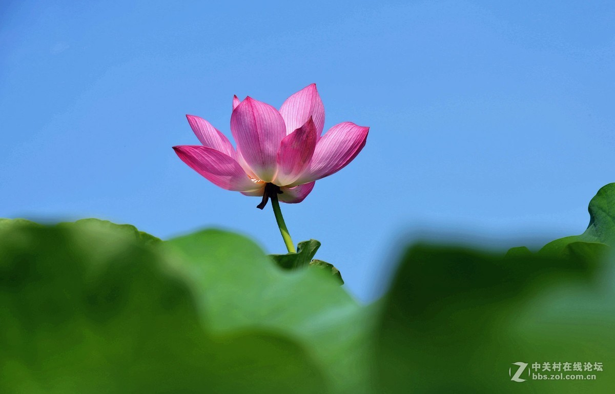 映日荷花别样红  杨万里 [朝代] 宋
