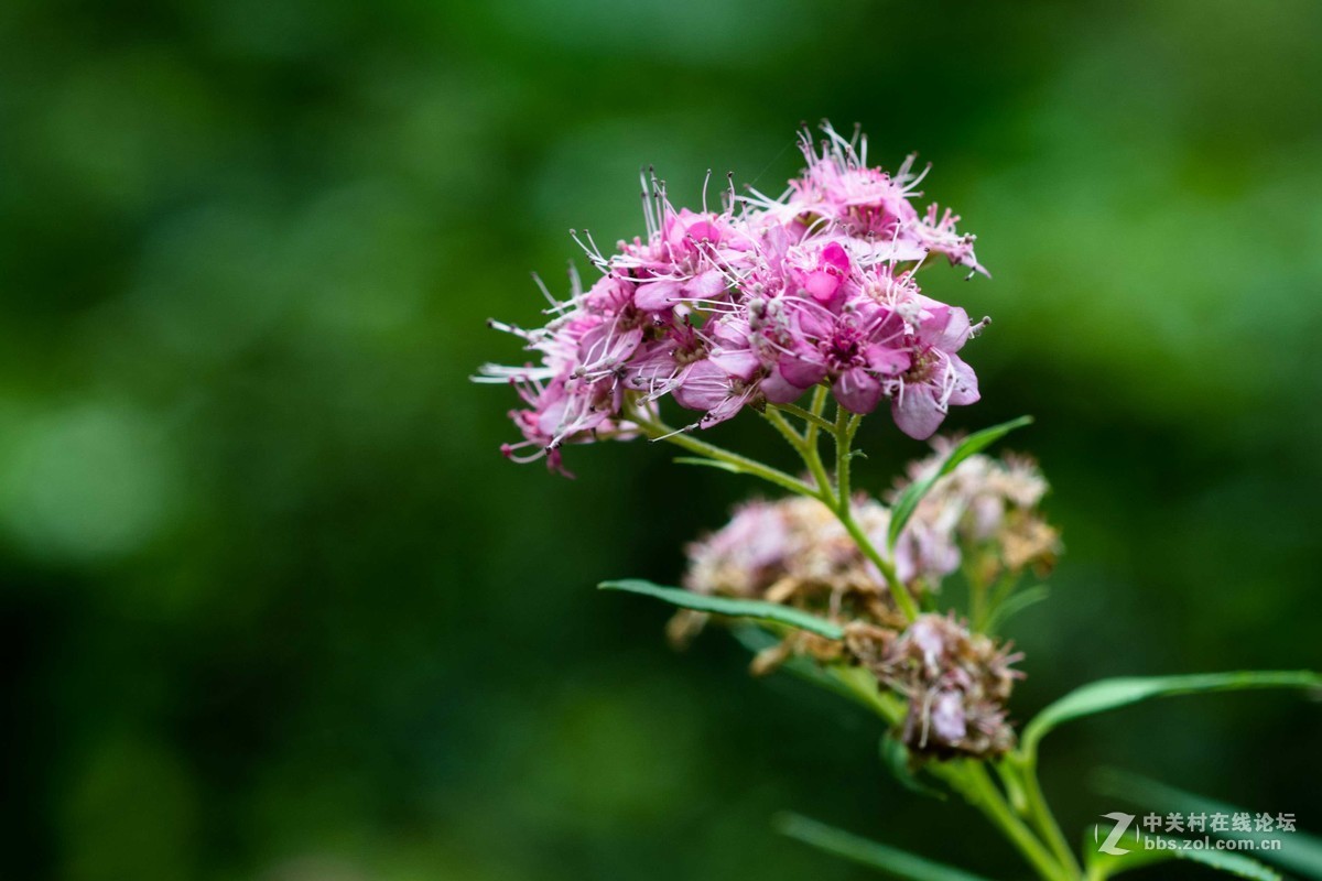 尼康D7500微距，人像，荷花一张小鸟喂食。高感5000在光线好的时候可以用