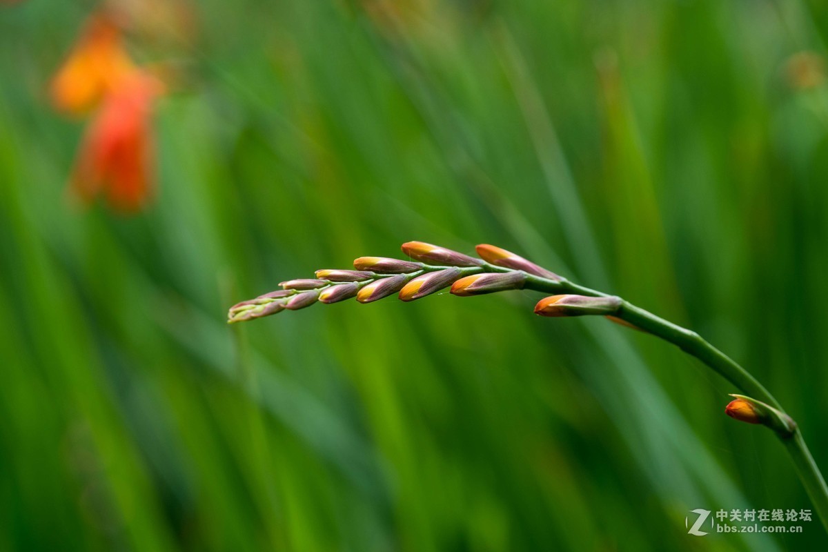 尼康D7500微距，人像，荷花一张小鸟喂食。高感5000在光线好的时候可以用