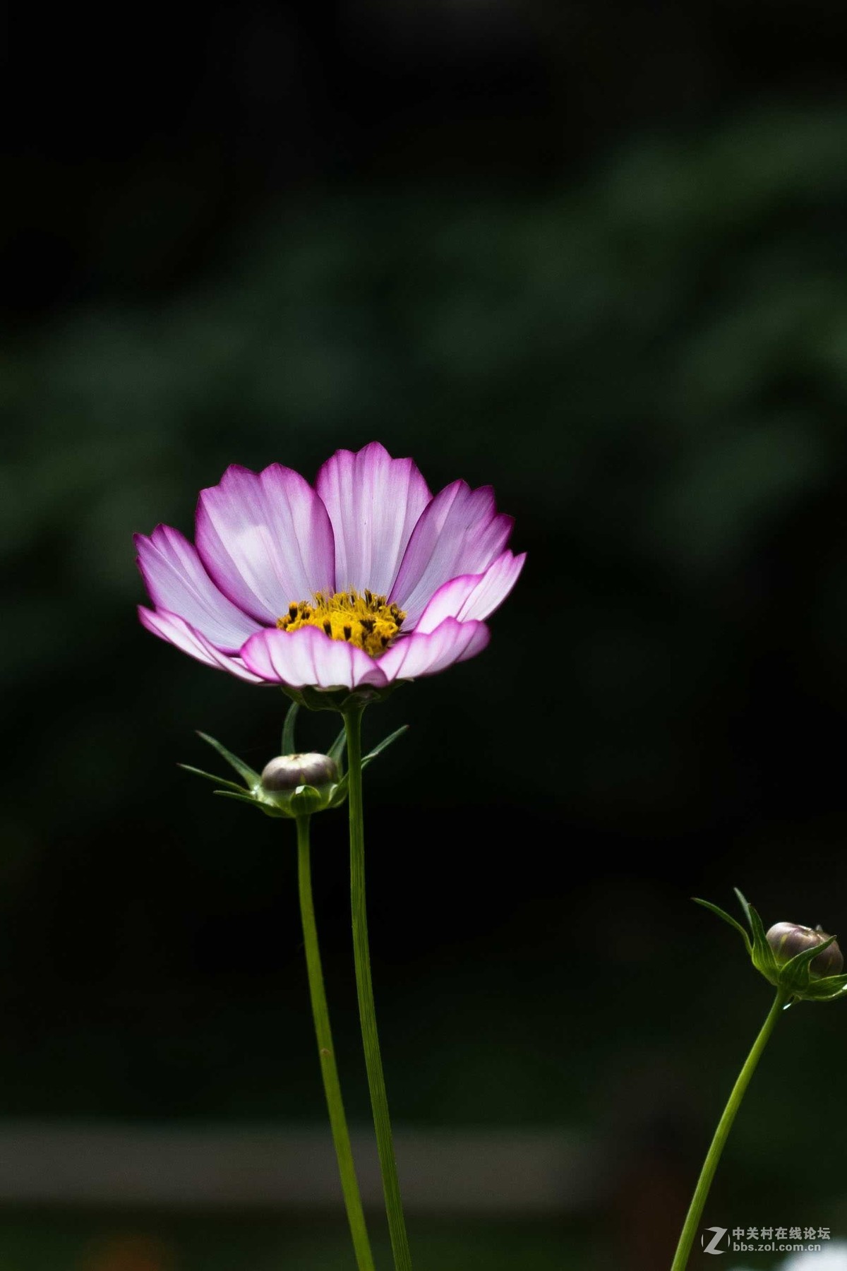 尼康D7500微距，人像，荷花一张小鸟喂食。高感5000在光线好的时候可以用