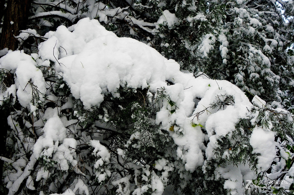 【初降瑞雪】
