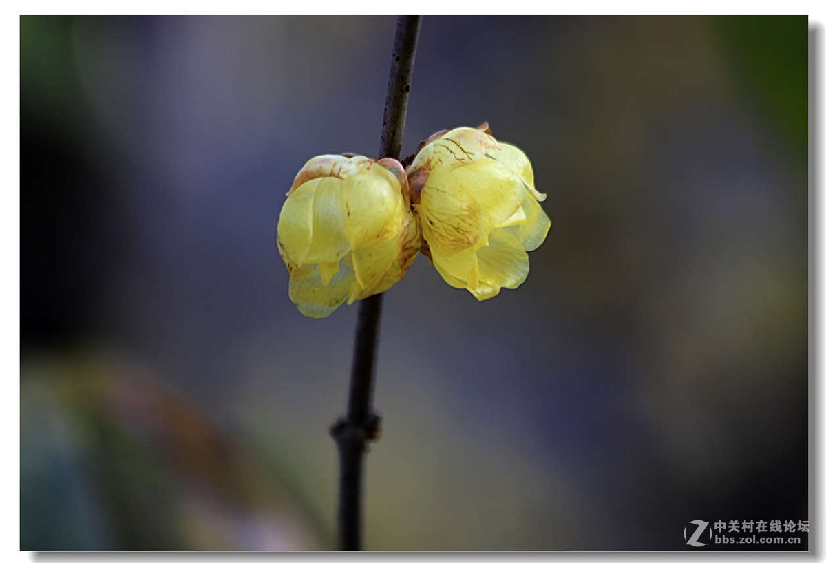 又是一年梅花开5【完】