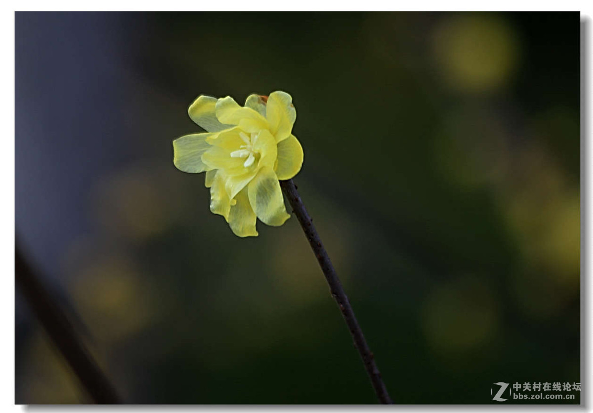 又是一年梅花开5【完】
