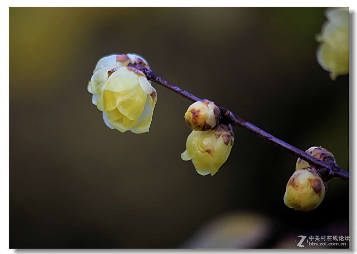 又是一年梅花开5【完】