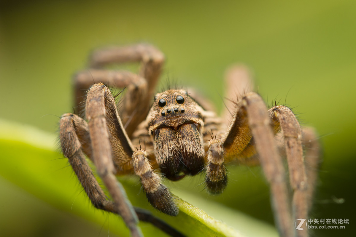 一组小蜘蛛2016秋