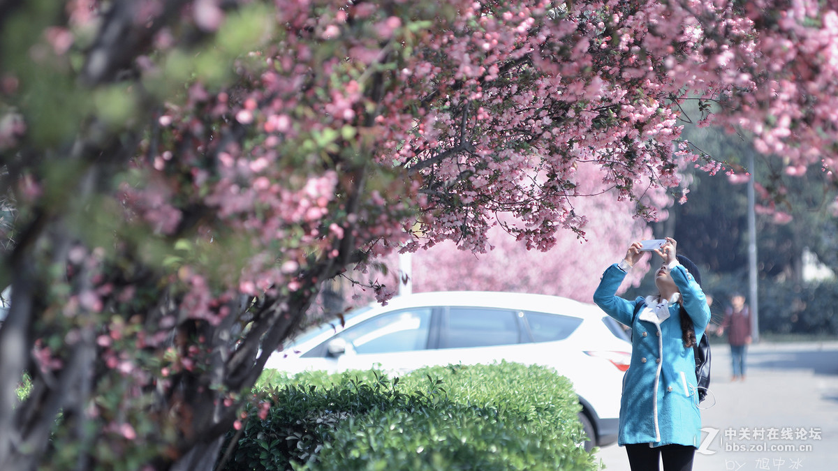 海棠花开（旭中冰）