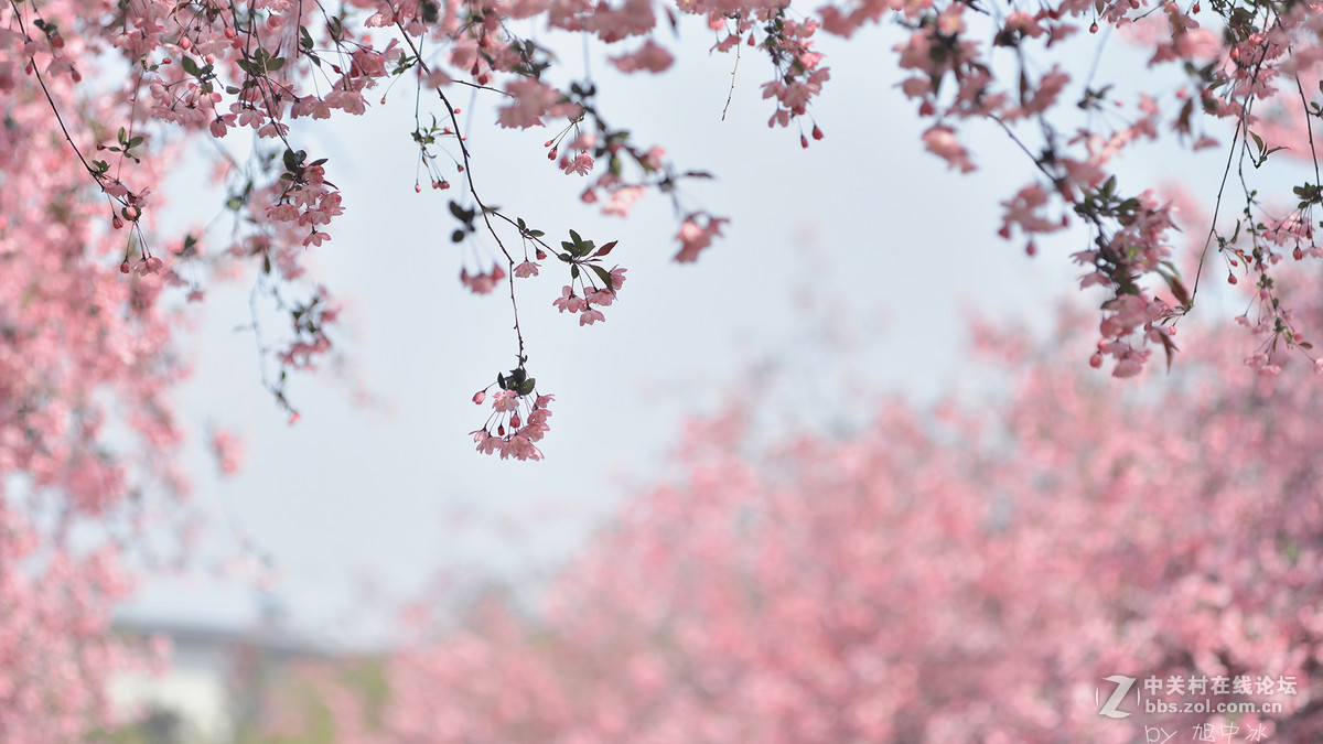 海棠花开（旭中冰）