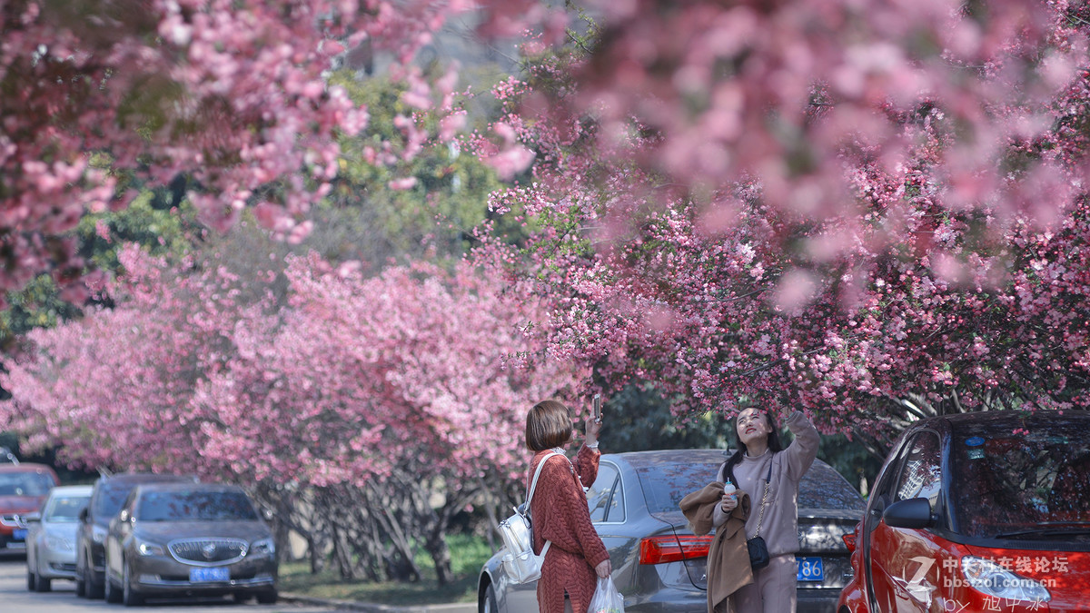 海棠花开（旭中冰）