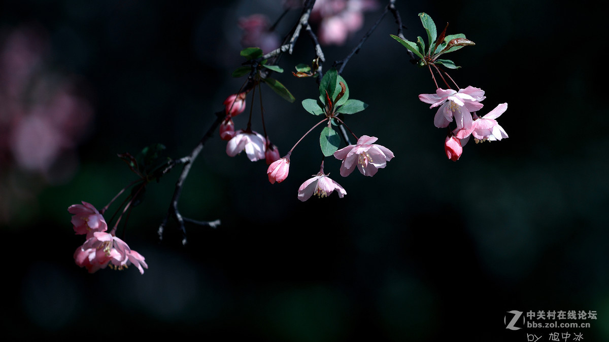 海棠花开（旭中冰）