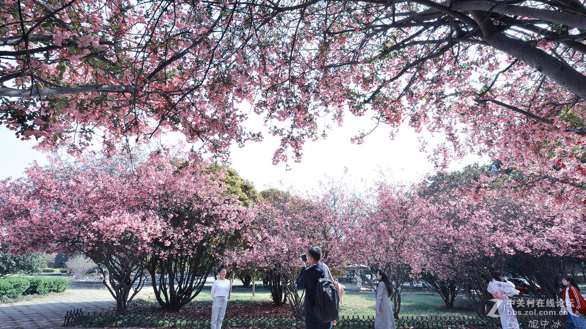 海棠花开（旭中冰）