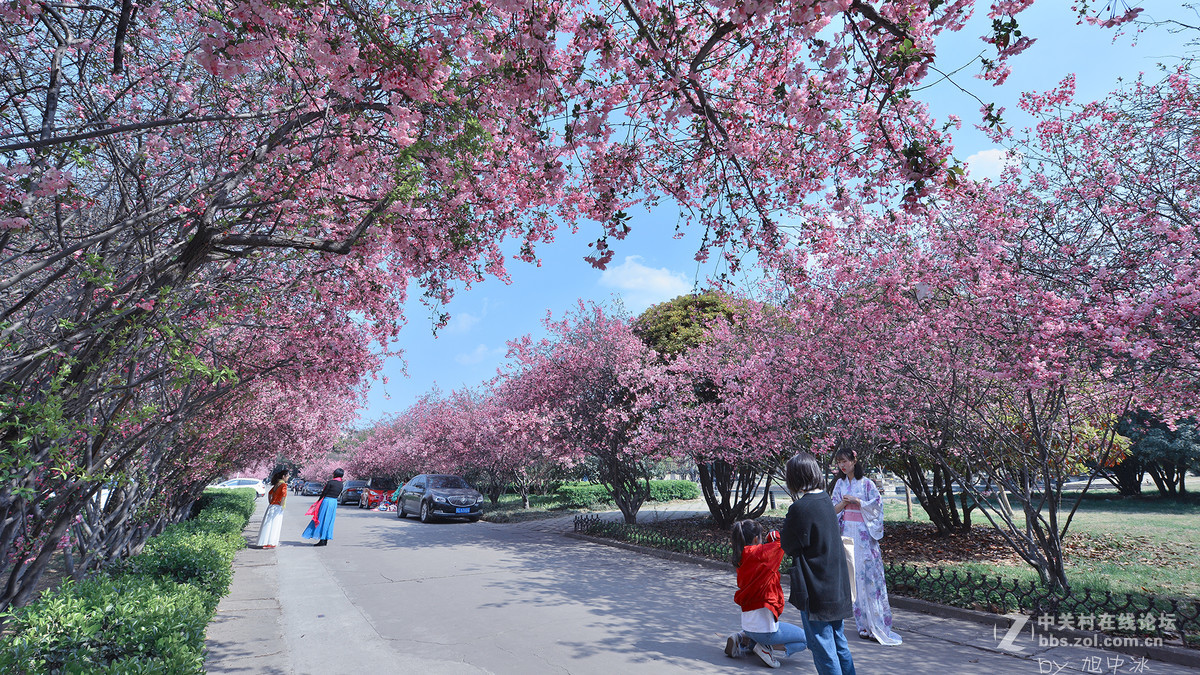 海棠花开（旭中冰）