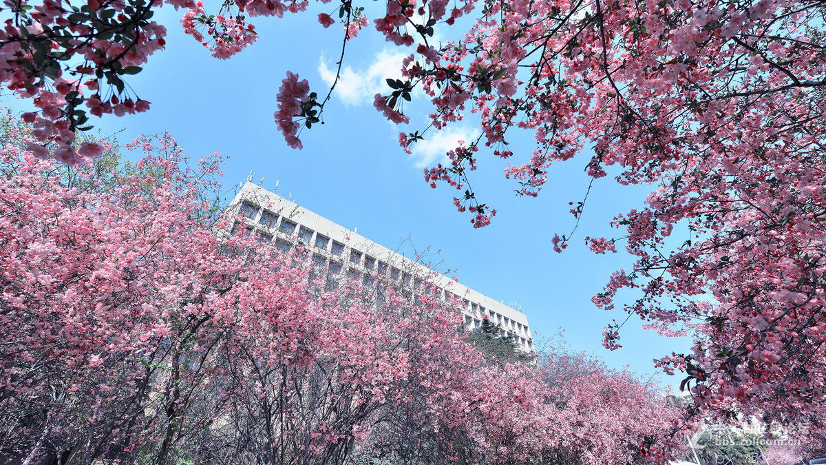 海棠花开（旭中冰）
