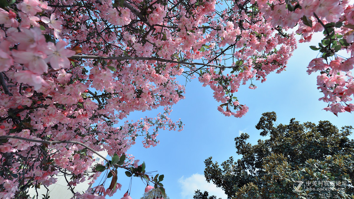 海棠花开（旭中冰）