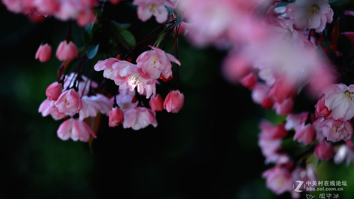 海棠花开（旭中冰）