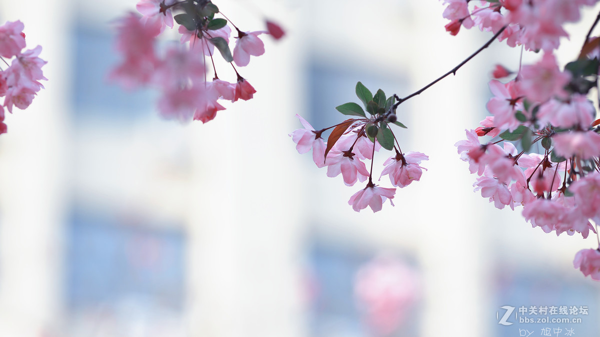 海棠花开（旭中冰）
