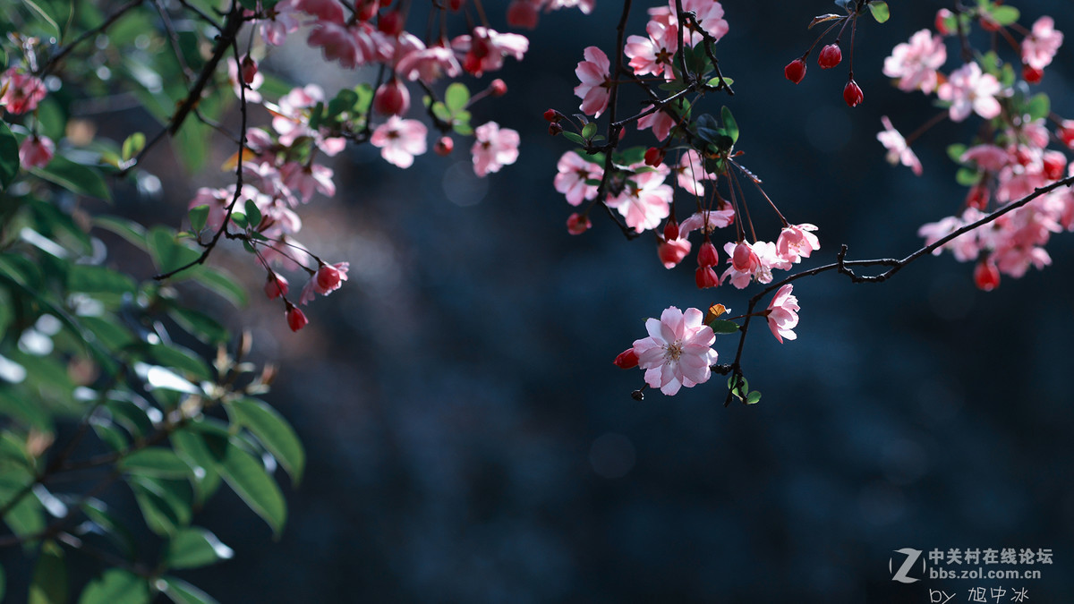 海棠花开（旭中冰）