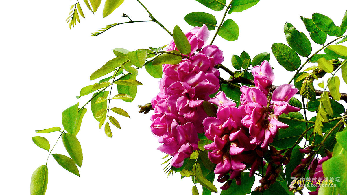 2017第十二花红槐花