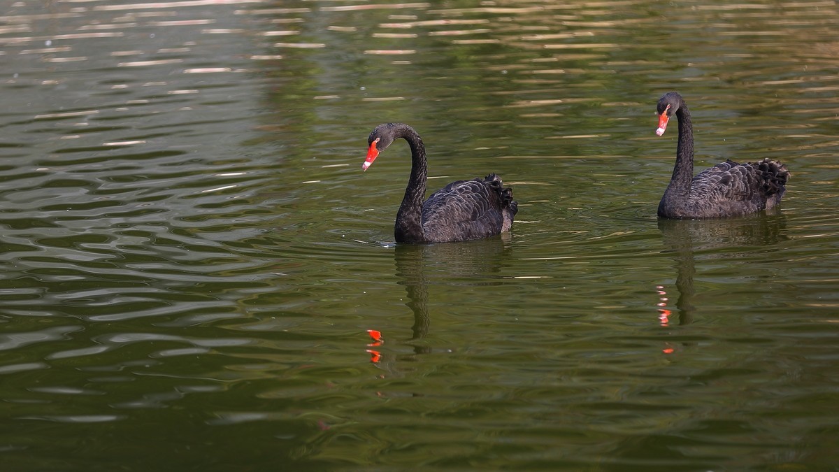 相濡以沫情，白头偕老歌
