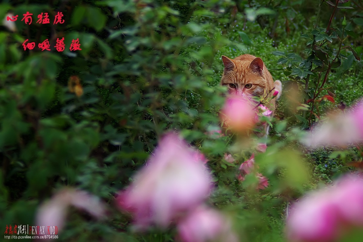 心有猛虎,细嗅蔷薇