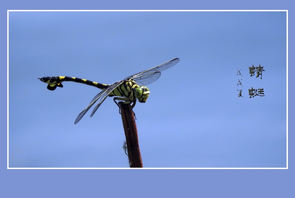 蜻蜓小憩晒薄翼
