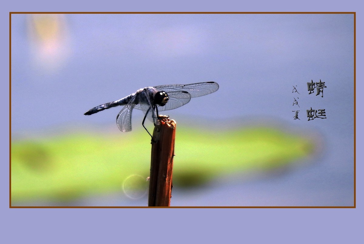 蜻蜓小憩晒薄翼