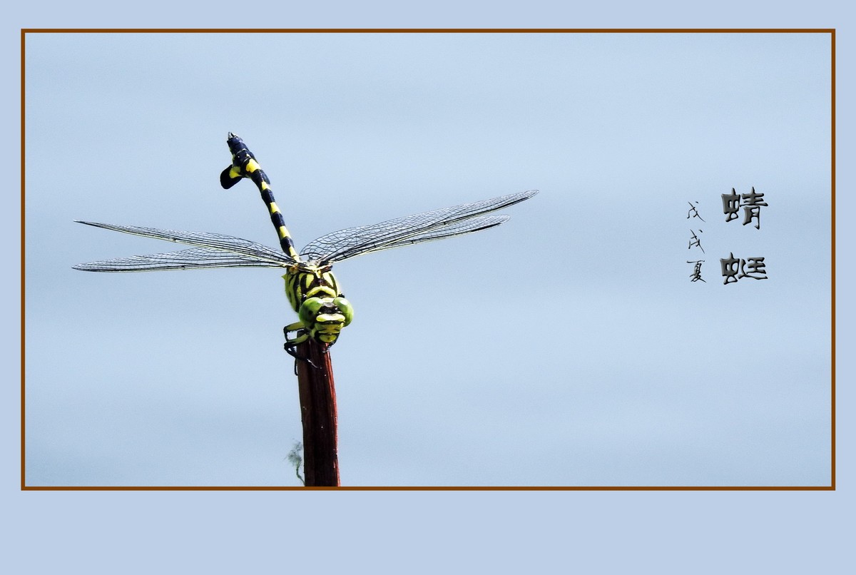 蜻蜓小憩晒薄翼