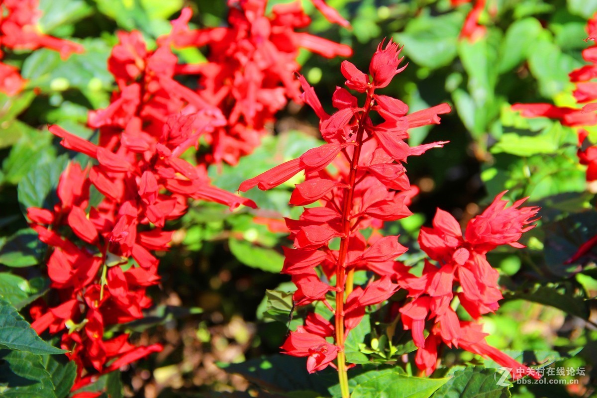 #佳能EOS M6-定格光影# 暑期八达岭一游