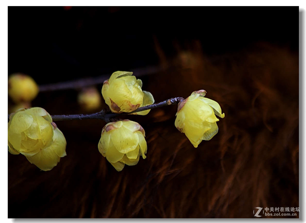 又是一年梅花开5【完】