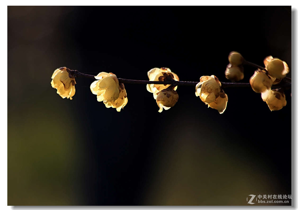 又是一年梅花开5【完】