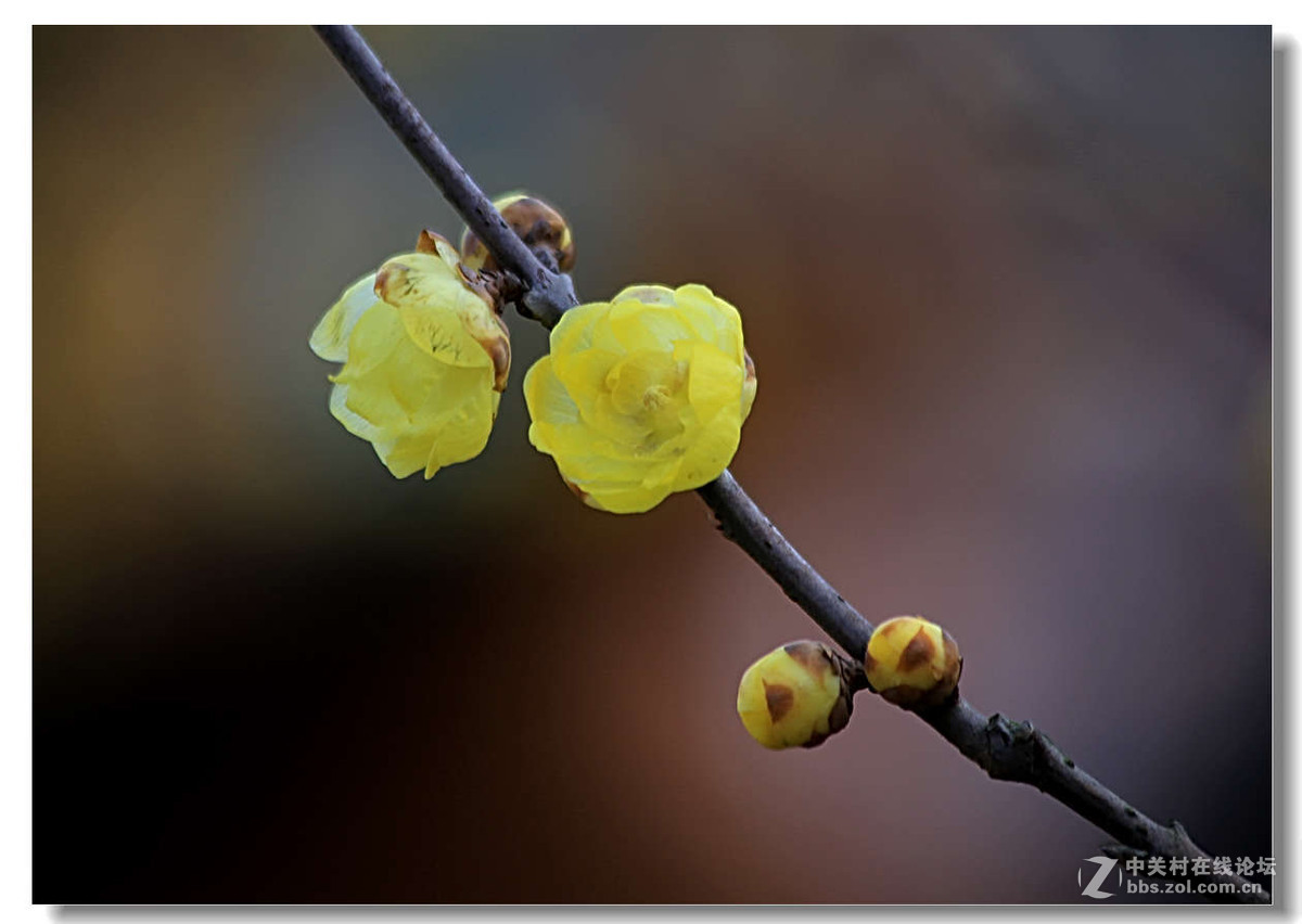 又是一年梅花开5【完】