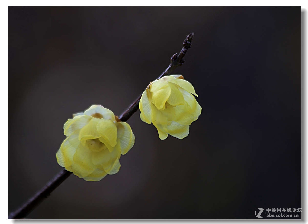 又是一年梅花开5【完】