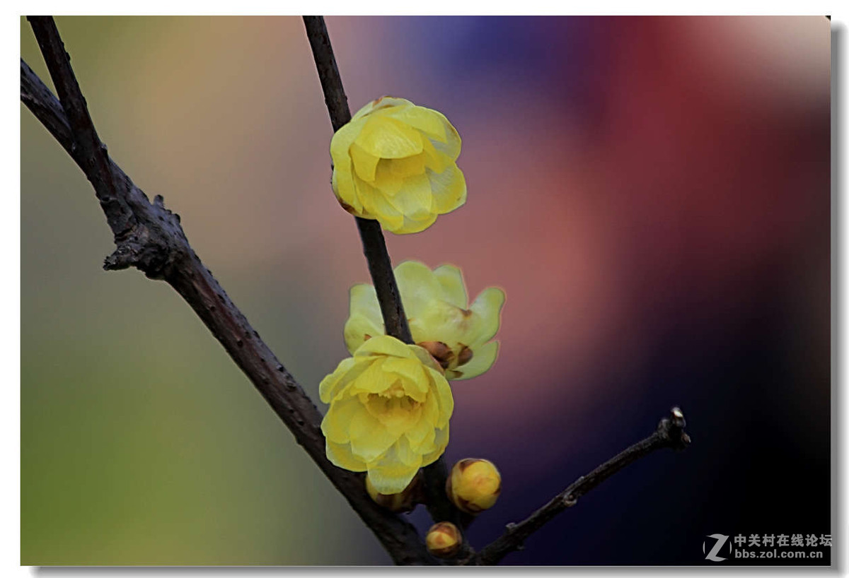又是一年梅花开5【完】
