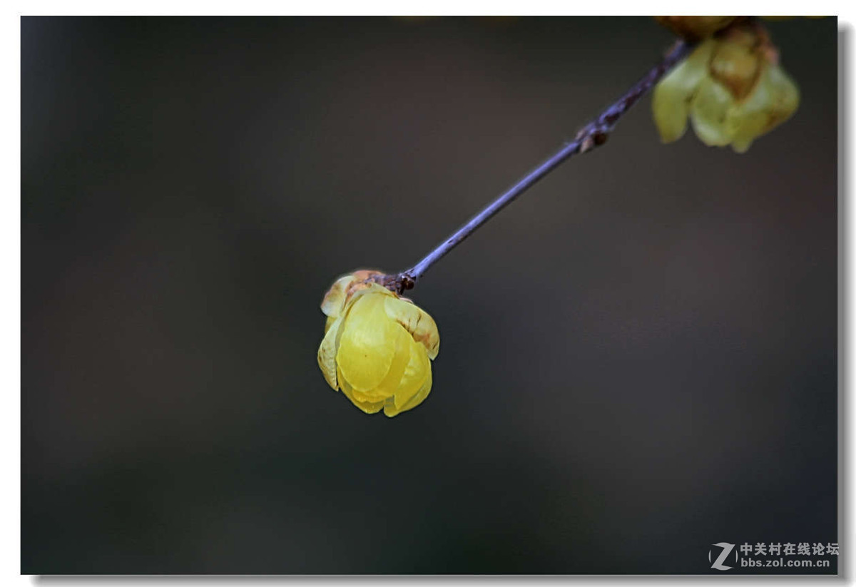 又是一年梅花开5【完】