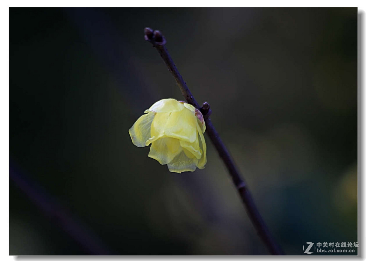 又是一年梅花开5【完】
