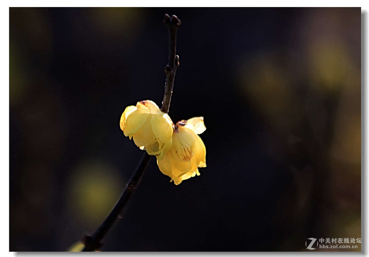 又是一年梅花开5【完】