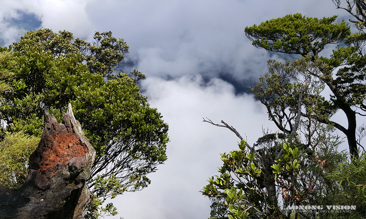 五指山上好风光