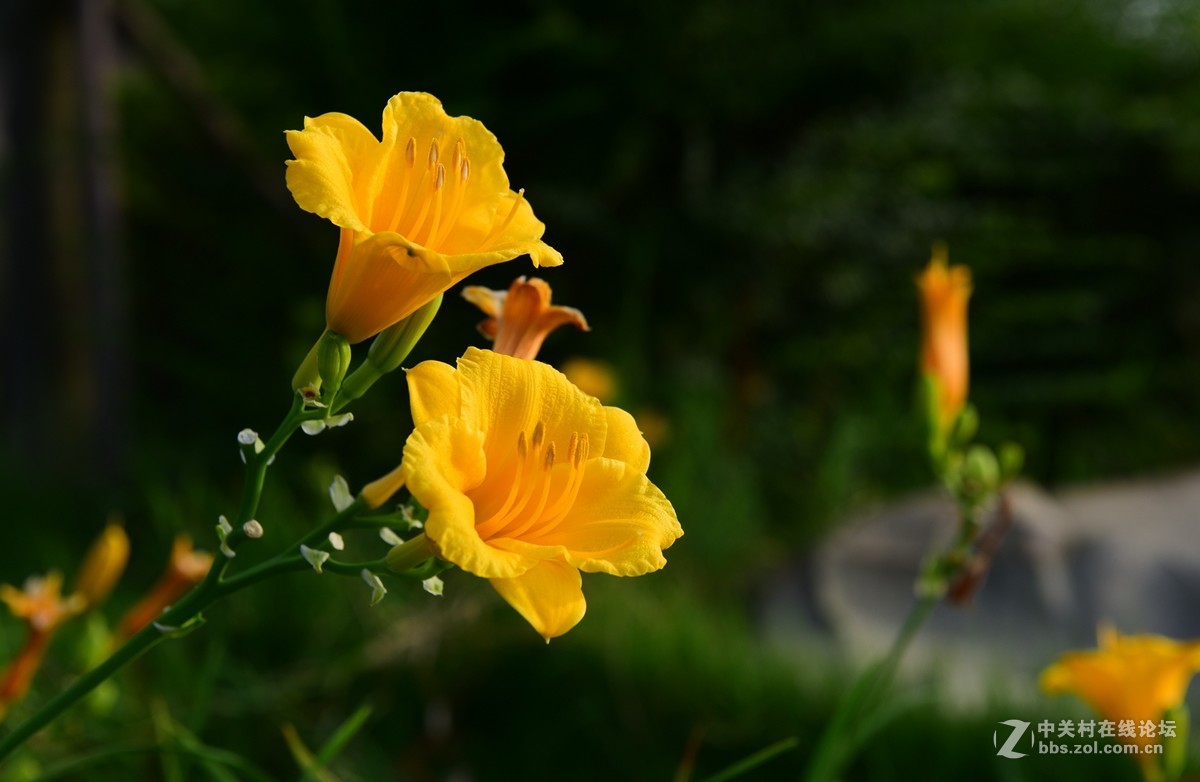 盛夏，花和虫