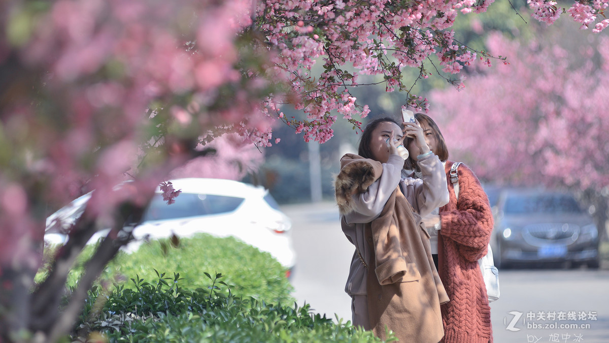 海棠花开（旭中冰）