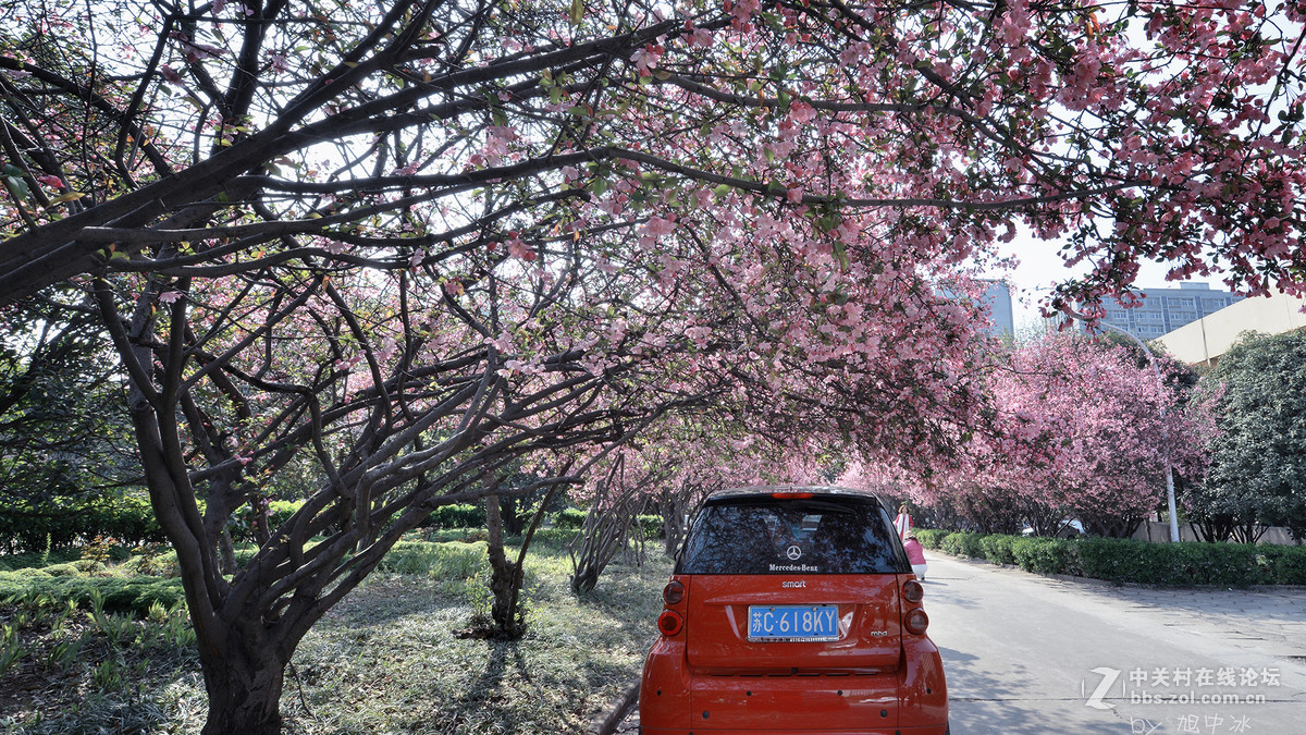 海棠花开（旭中冰）